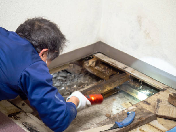 Best HVAC Mold Remediation in Woodmont, CT