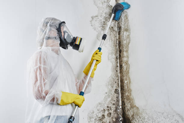 Best Residential Mold Remediation in Woodmont, CT