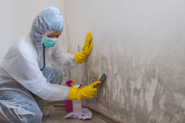 Best HVAC Mold Remediation in Woodmont, CT