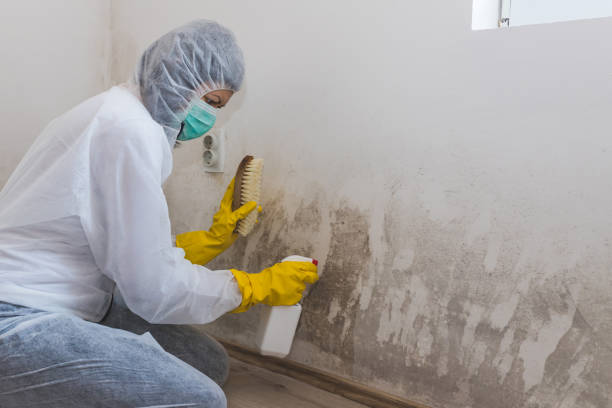 Best Post-Flood Mold Remediation in Woodmont, CT