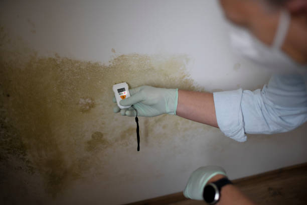 Best Commercial Mold Remediation in Woodmont, CT