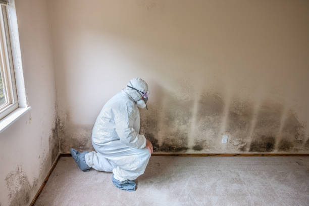 Best Attic Mold Remediation in Woodmont, CT