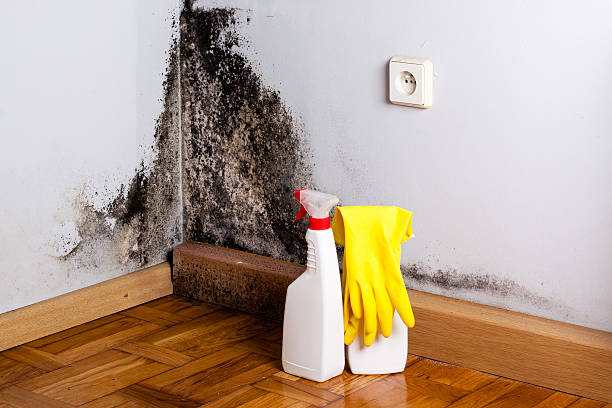 Best Industrial Mold Remediation in Woodmont, CT