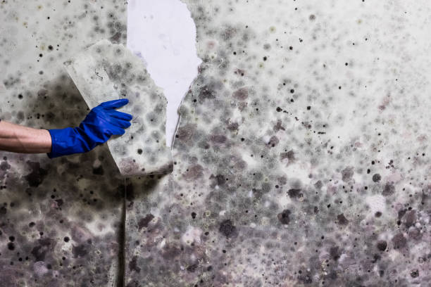 Best Kitchen Mold Remediation in Woodmont, CT