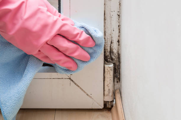 Best Insurance-Related Mold Remediation in Woodmont, CT