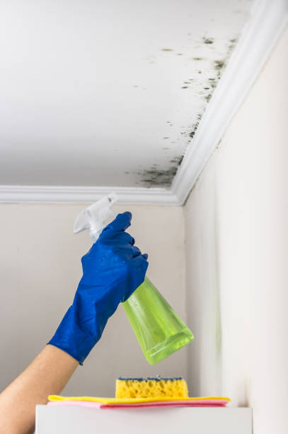 Best Localized Mold Remediation (e.g., coastal areas, humid climates) in Woodmont, CT